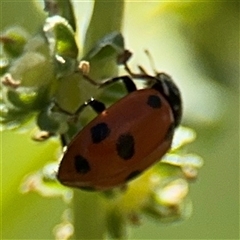 Hippodamia variegata (Spotted Amber Ladybird) at Watson, ACT - 2 Feb 2025 by Hejor1