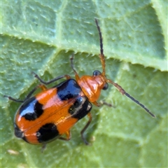 Aulacophora hilaris (Pumpkin Beetle) at Watson, ACT - 2 Feb 2025 by Hejor1