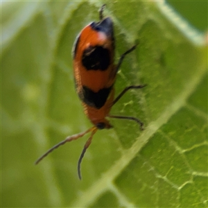 Aulacophora hilaris at Watson, ACT - Yesterday 03:54 PM