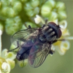 Tachinidae (family) at Watson, ACT - 2 Feb 2025 by Hejor1