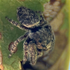 Simaetha sp. (genus) (Unidentified Brown jumper) at Watson, ACT - 2 Feb 2025 by Hejor1