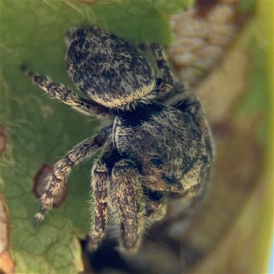 Simaetha sp. (genus) (Unidentified Brown jumper) at Watson, ACT - 2 Feb 2025 by Hejor1