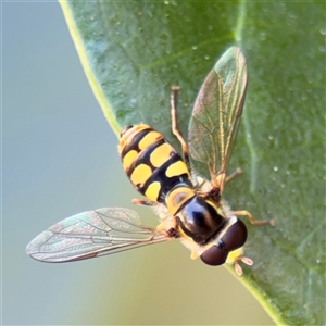 Simosyrphus grandicornis at Watson, ACT - 2 Feb 2025 03:37 PM