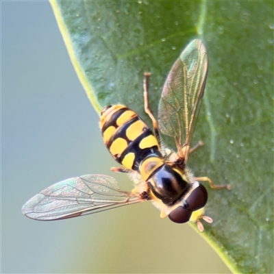 Simosyrphus grandicornis (Common hover fly) at Watson, ACT - 2 Feb 2025 by Hejor1