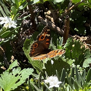 Junonia villida (Meadow Argus) at Watson, ACT by Hejor1