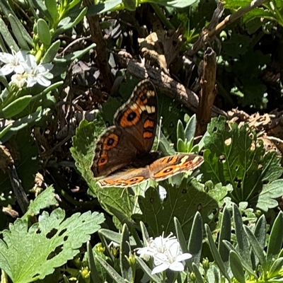 Junonia villida (Meadow Argus) at Watson, ACT - 2 Feb 2025 by Hejor1