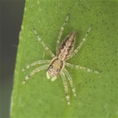 Helpis minitabunda (Threatening jumping spider) at Watson, ACT - 2 Feb 2025 by Hejor1