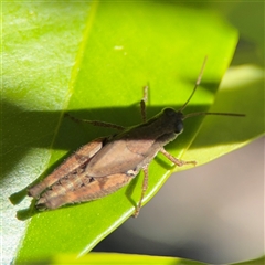 Phaulacridium vittatum (Wingless Grasshopper) at Watson, ACT - 2 Feb 2025 by Hejor1