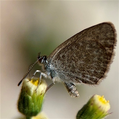 Zizina otis (Common Grass-Blue) at Watson, ACT - 2 Feb 2025 by Hejor1