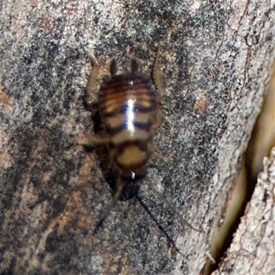 Robshelfordia sp. (genus) (A Shelford cockroach) at Watson, ACT - 2 Feb 2025 by Hejor1