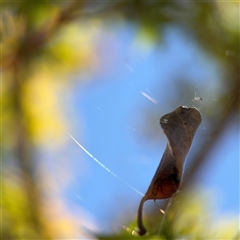 Phonognathidae (family) (Leaf curling orb-weavers) at Watson, ACT - 2 Feb 2025 by Hejor1