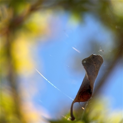 Phonognathidae (family) (Leaf curling orb-weavers) at Watson, ACT - 2 Feb 2025 by Hejor1