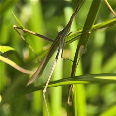 Acrida conica at Watson, ACT - 2 Feb 2025 03:01 PM