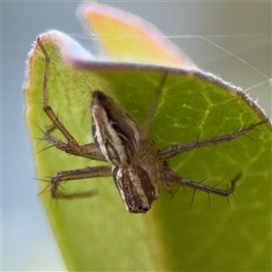 Oxyopes sp. (genus) at Watson, ACT by Hejor1