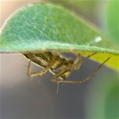 Oxyopes sp. (genus) at Watson, ACT - 2 Feb 2025 02:58 PM