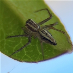 Oxyopes sp. (genus) at Watson, ACT - 2 Feb 2025 02:58 PM