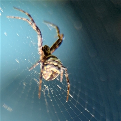 Gea theridioides (An orb weaver spider) at Watson, ACT - 2 Feb 2025 by Hejor1