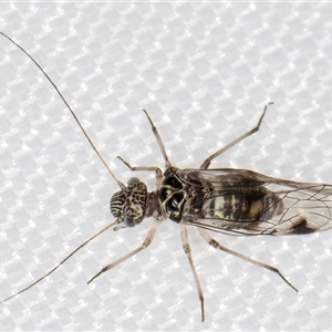 Psocodea 'Psocoptera' sp. (order) at Melba, ACT - 29 Jan 2025 11:58 PM