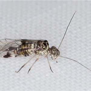 Psocodea 'Psocoptera' sp. (order) at Melba, ACT - 29 Jan 2025 11:58 PM