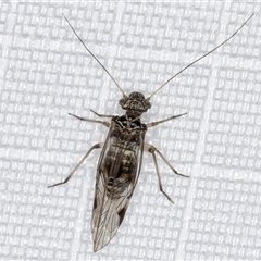 Psocodea 'Psocoptera' sp. (order) at Melba, ACT - 29 Jan 2025 11:58 PM