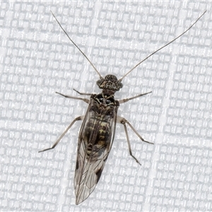 Psocodea 'Psocoptera' sp. (order) at Melba, ACT - 29 Jan 2025 11:58 PM