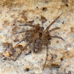 Oecobius sp. (genus) (Midget house spider) at Watson, ACT - 2 Feb 2025 by Hejor1