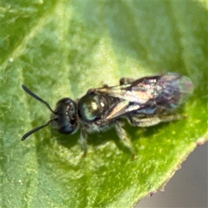 Lasioglossum (Homalictus) urbanum at Watson, ACT - 2 Feb 2025 02:44 PM