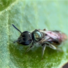 Lasioglossum (Homalictus) urbanum at Watson, ACT - 2 Feb 2025 02:44 PM