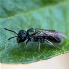 Lasioglossum (Homalictus) urbanum at Watson, ACT - 2 Feb 2025 02:44 PM