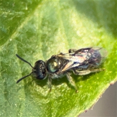 Lasioglossum (Homalictus) urbanum at Watson, ACT - 2 Feb 2025 02:44 PM