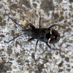 Dieuches sp. (genus) (Black and White Seed Bug) at Watson, ACT - 2 Feb 2025 by Hejor1