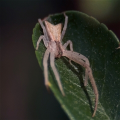 Sidymella trapezia (Trapezoid Crab Spider) at Watson, ACT - 2 Feb 2025 by Hejor1