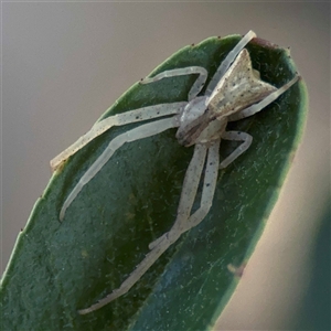 Sidymella trapezia at Watson, ACT - 2 Feb 2025 02:43 PM