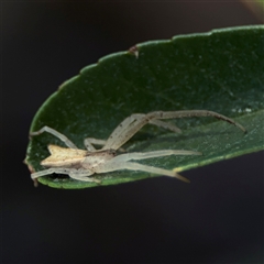 Sidymella trapezia at Watson, ACT - 2 Feb 2025 02:43 PM