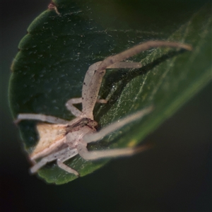 Sidymella trapezia at Watson, ACT - 2 Feb 2025 02:43 PM