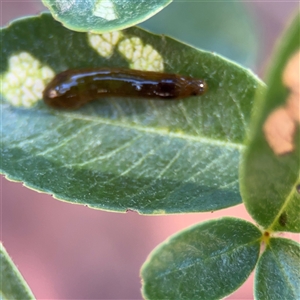 Caliroa cerasi (Cherry Slug Sawfly, Pear and Cherry Slug, Pear and Cherry Sawfly) at Watson, ACT - 2 Feb 2025 by Hejor1