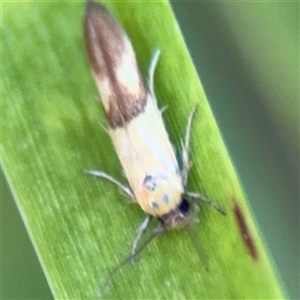 Stathmopoda crocophanes (Yellow Stathmopoda Moth) at Watson, ACT by Hejor1