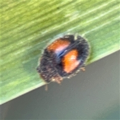 Diomus notescens (Little two-spotted ladybird) at Watson, ACT - 2 Feb 2025 by Hejor1