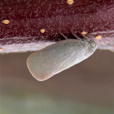 Anzora unicolor (Grey Planthopper) at Watson, ACT - 2 Feb 2025 by Hejor1