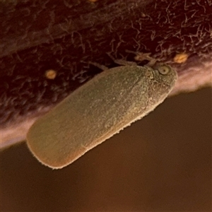 Anzora unicolor at Watson, ACT - 2 Feb 2025 02:29 PM