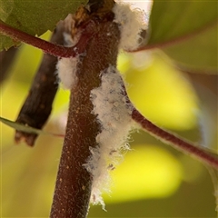 Eriosoma lanigerum (Woolly Aphid) at Watson, ACT - 2 Feb 2025 by Hejor1