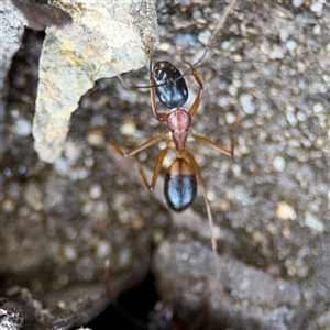 Camponotus consobrinus at Watson, ACT - 2 Feb 2025 02:22 PM