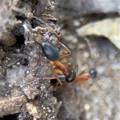 Camponotus consobrinus at Watson, ACT - 2 Feb 2025 02:22 PM