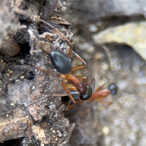 Camponotus consobrinus at Watson, ACT - 2 Feb 2025 02:22 PM