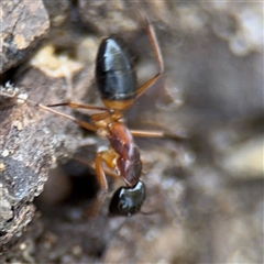 Camponotus consobrinus at Watson, ACT - 2 Feb 2025 02:22 PM