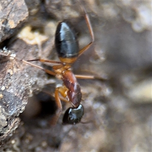 Camponotus consobrinus at Watson, ACT - 2 Feb 2025 02:22 PM