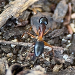 Camponotus consobrinus at Watson, ACT - 2 Feb 2025 02:22 PM