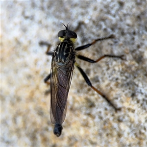 Zosteria sp. (genus) at Watson, ACT - 2 Feb 2025 by Hejor1