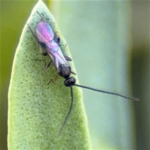 Ichneumonoidea (Superfamily) (A species of parasitic wasp) at Watson, ACT - 2 Feb 2025 by Hejor1