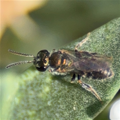 Lasioglossum (Homalictus) sp. (genus & subgenus) (Furrow Bee) at Watson, ACT - 2 Feb 2025 by Hejor1